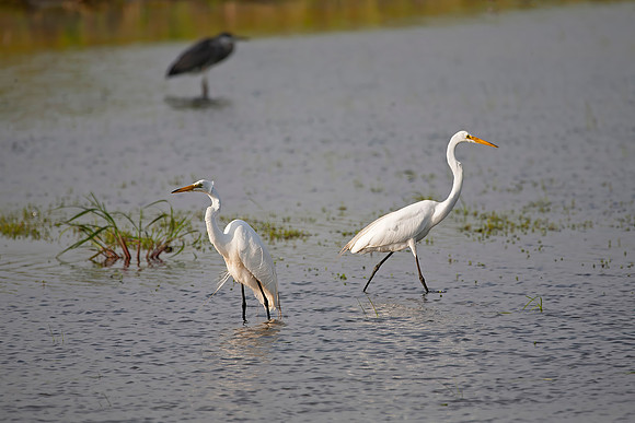 Great Egret Pair