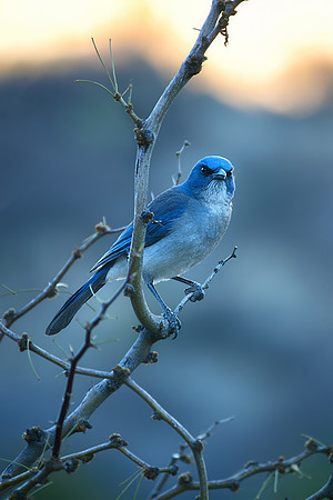 Mexican Jay
