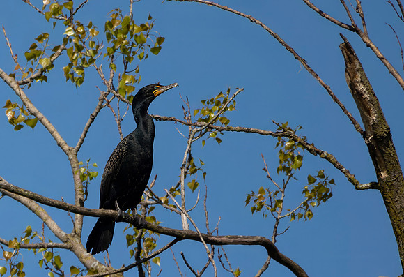 Double-crested Cormorant