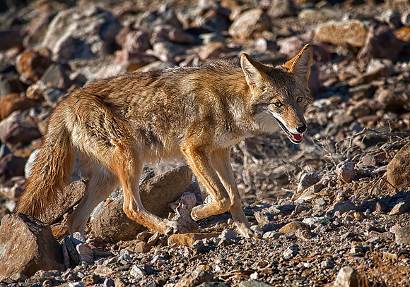 Coyote