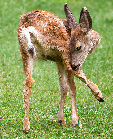 Mule Deer Fawn