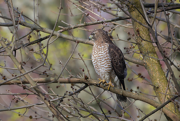 Red-Tailed Hawk