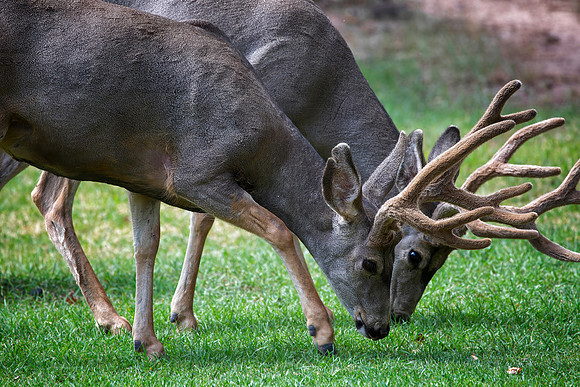 Mule Deer Buck Pair