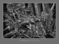 Roots, Mt. Rainier National Park, WA