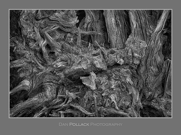 Roots, Mt. Rainier National Park, WA