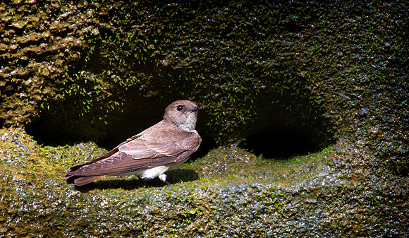 Cliff Swallow