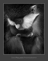 Schmidt's Red-Tailed Monkey with Offspring