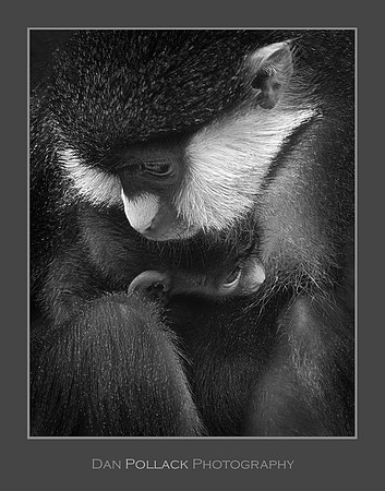 Schmidt's Red-Tailed Monkey with Offspring