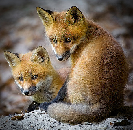 Fox Kits, Starved Rock State Park, IL