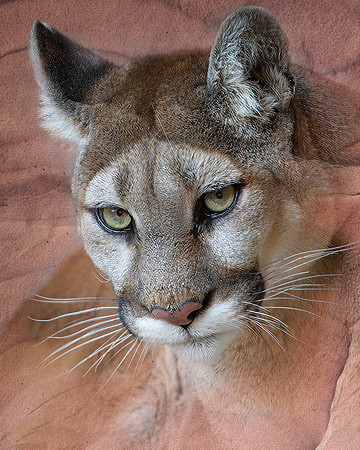 Mountain Lion, Carlsbad, NM