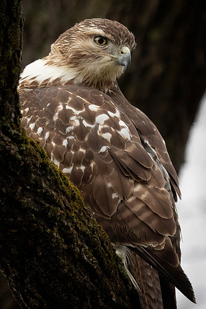 Red-tailed Hawk, Juvenile