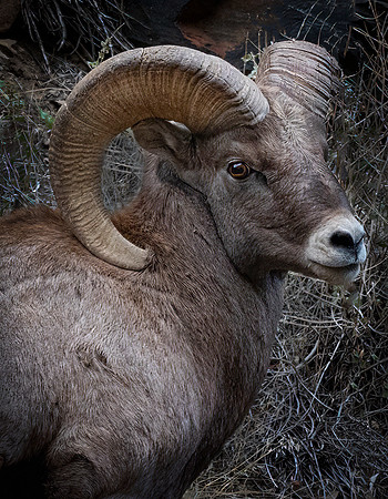Desert Big Horn Ram