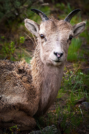 Rocky Mountain Big Horn Sheep, Juvenile