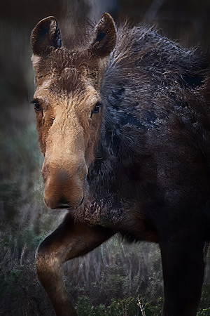 Cow Moose
