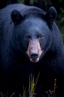 Black Bear