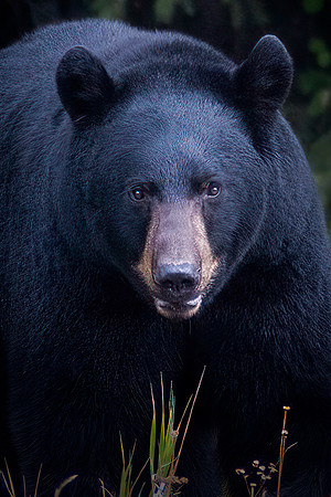 Black Bear