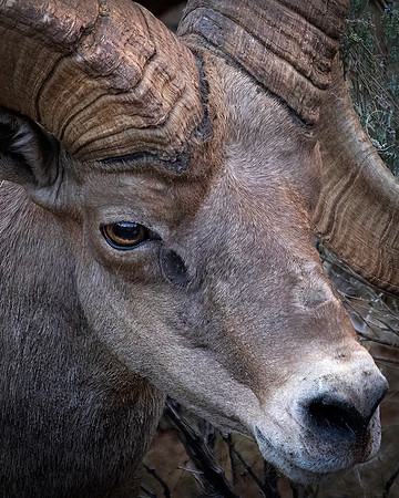 Desert Big Horn Ram