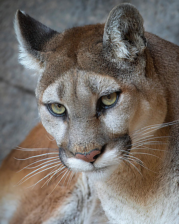 Mountain Lion (Captive)