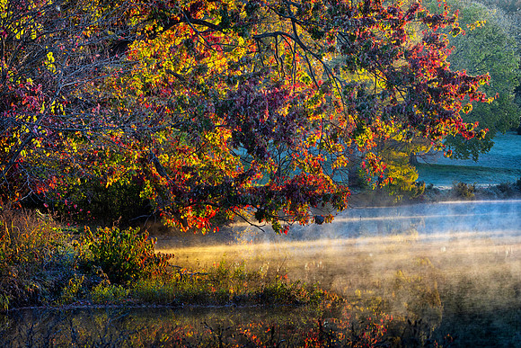 Freeman's Maple in Autumn, Morton Arboretum, Lisle, IL