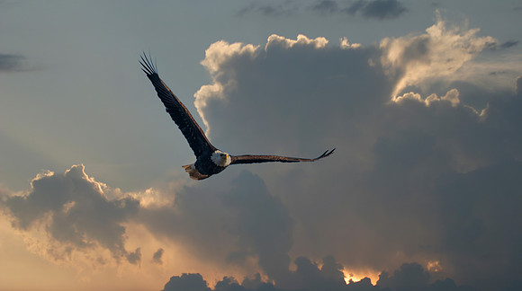 Bald Eagle