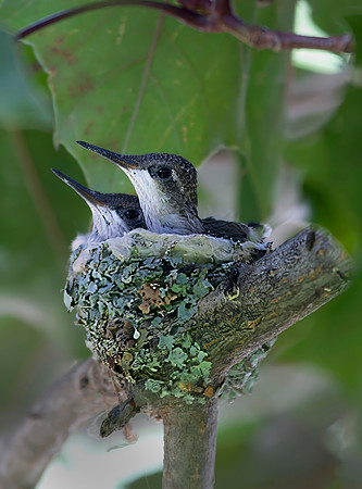 Ruby-throated Hummingbird Nest