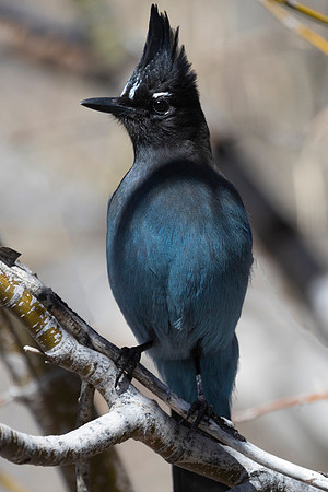 Stellar Jay