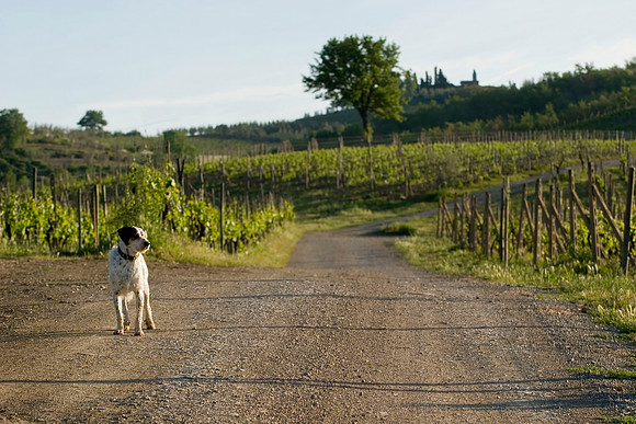 Wanderer, Villa Rosa, Tuscany, Italy