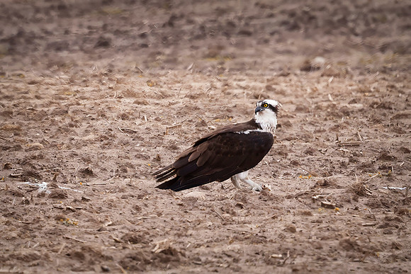 Osprey