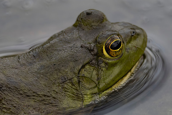 Bullfrog