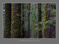 Yosemite Forest, CA