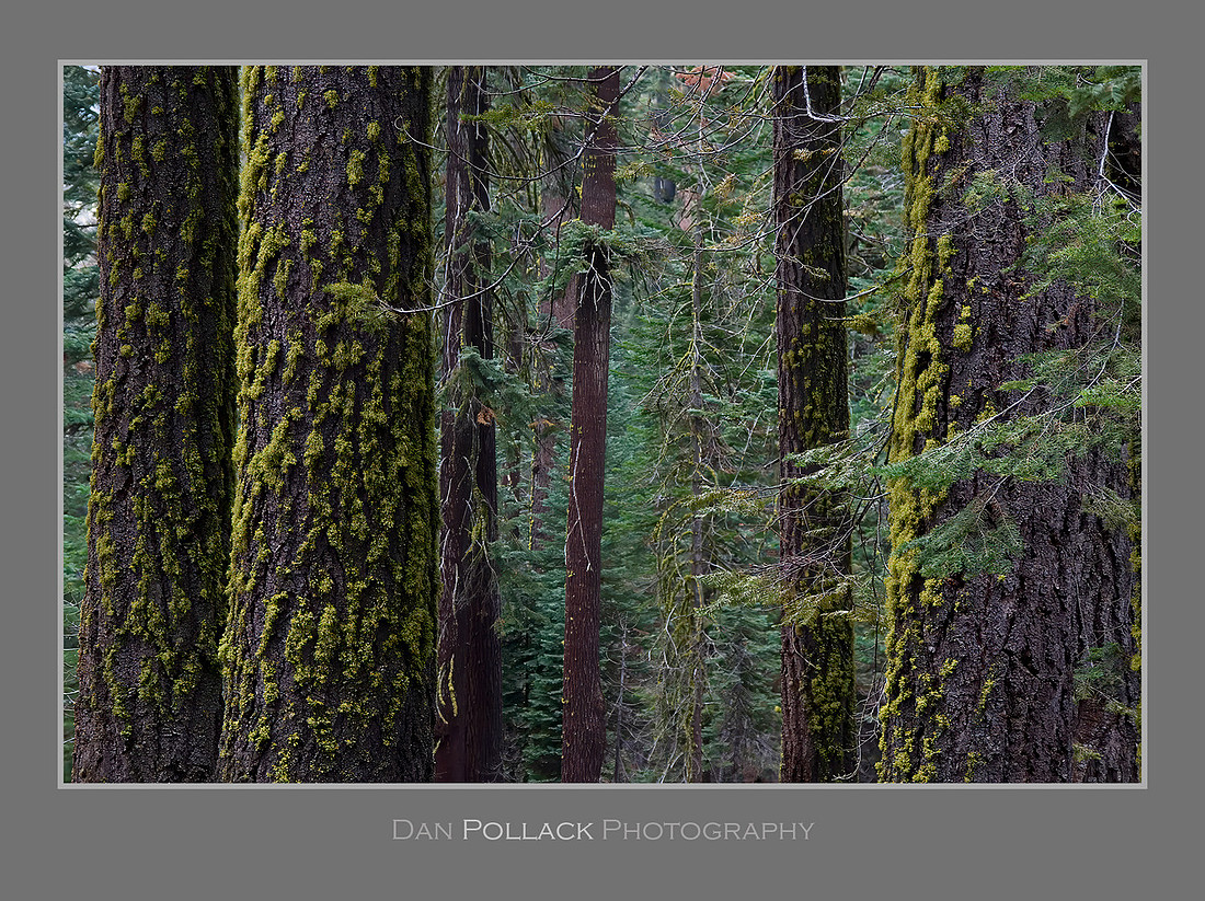 Yosemite Forest, CA