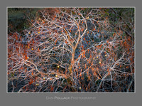 Buckeye Tree, Kings Canyon National Park, CA