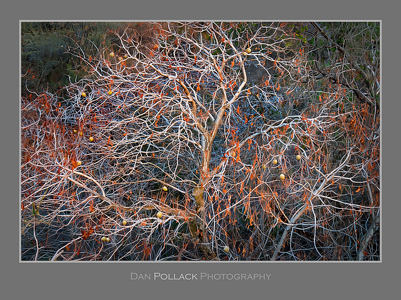 Buckeye Tree, Kings Canyon National Park, CA