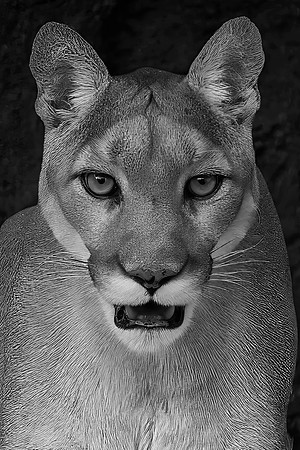 Mountain Lion (Captive)