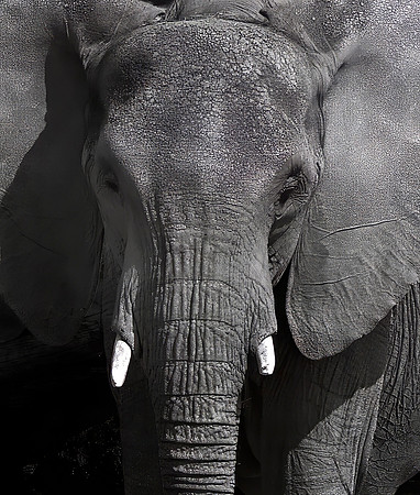 Elephant (captive)