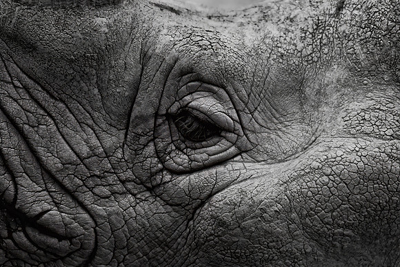 Rhinoceros (captive)