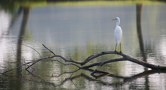 Great Egret