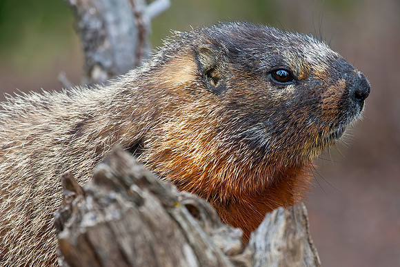 Yellow-bellied Marmot