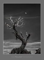 Dead Tree and Moonrise, Black Canyon of the Gunnison National Park, CO