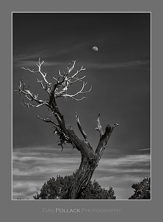Dead Tree and Moonrise, Black Canyon of the Gunnison National Park, CO