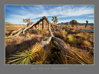 Down and Out, Joshua Tree National Park, CA