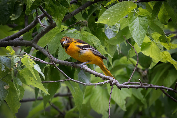 Baltimore Oriole