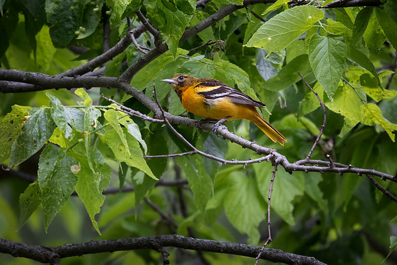 Baltimore Oriole