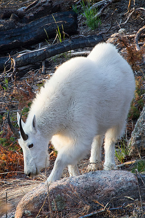 Mountain Goat Billy