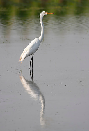 Great Egret