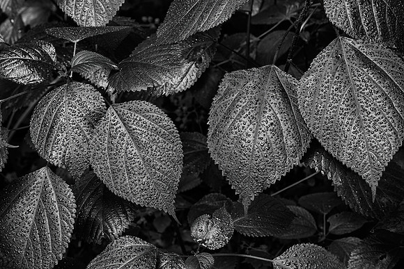 Dew Covered Leaves, Starved Rock State Park, IL