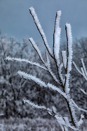 Rime Ice, Kane County, IL