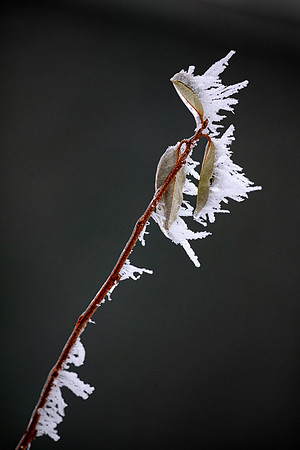 Rime Ice, St. Charles, IL