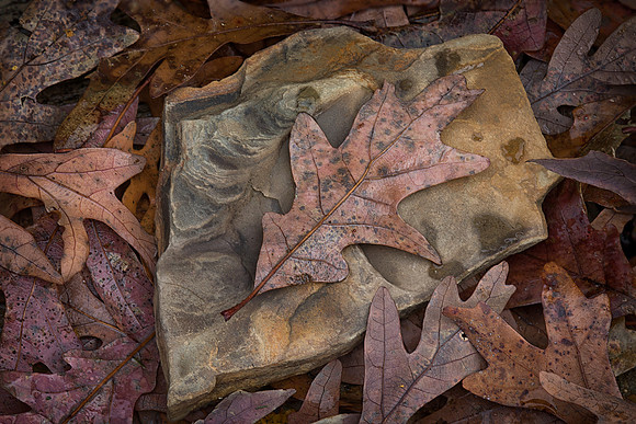 Oak Leaves and Sandstone, St. Charles, IL