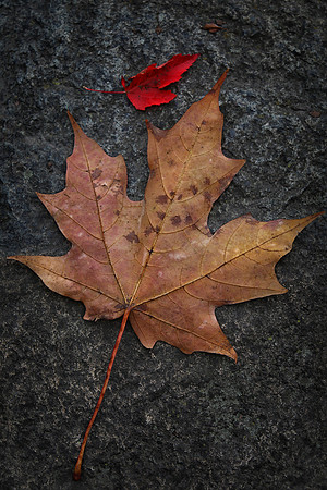 Maple Leaf, Anderson Japanese Gardens, Rockford, IL